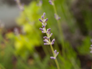 Fototapeta premium Close up of flowering lavender in the springtime