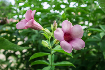 Fototapeta premium flower