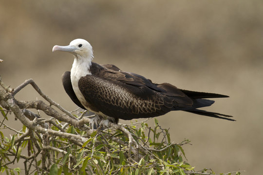 Magnificant Frigatebird, Fregata magnificens, West coast, Ecuador