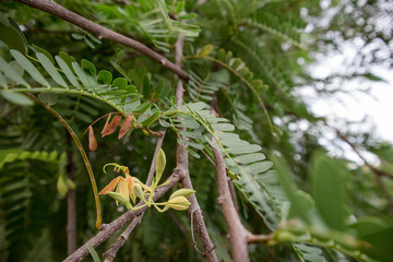 tamarind tree