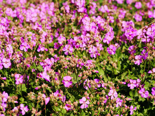 Geranium cantabrigiense 'Cambridge' (dwarf cranesbill)
