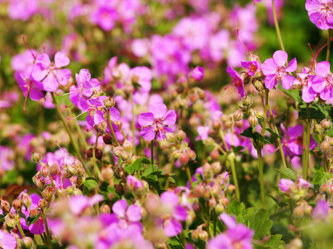 Fototapeta Geranium cantabrigiense 'Cambridge' (dwarf cranesbill)