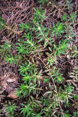 grass
