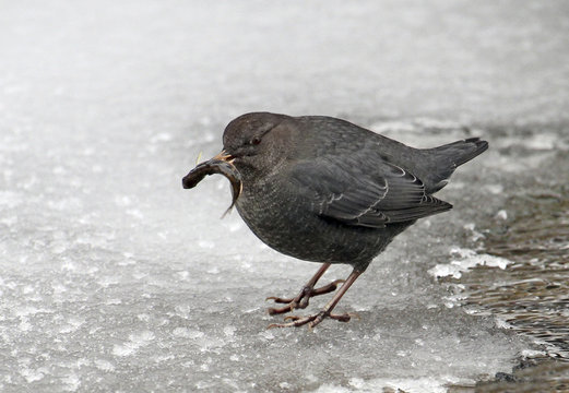 American Dipper (Cinclus mexicanus) with fish at Banff, Alberta