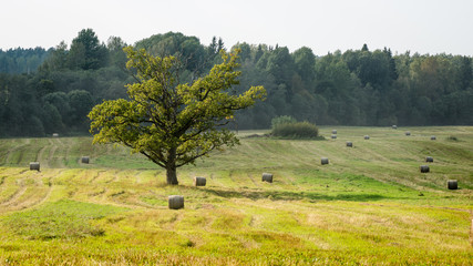 Fototapeta premium autumn field
