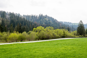 Fototapeta premium Cultivated field