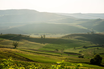 Naklejka premium Cultivated field