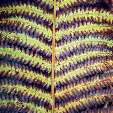 Autumn fern leaf close up. Russian north. Natural texture. Toned effect. Aged photo. Fragment of autumnal fern leaves. Macro photo. Valaam, Karelia, Russia.