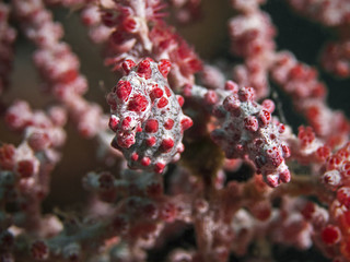 Pygmy Seahorses, Zwerg-Seepferdchen (Hippocampus bargibanti)