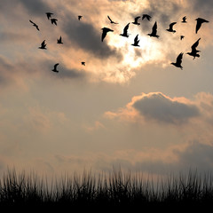 Landscape with silhouettes of grass and birds
