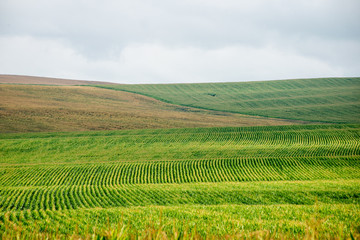 Cultivated field of corn