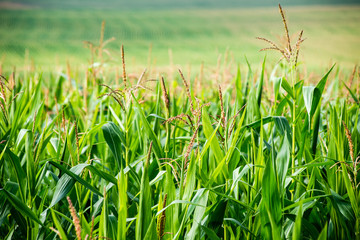 Obraz premium Cultivated field of corn