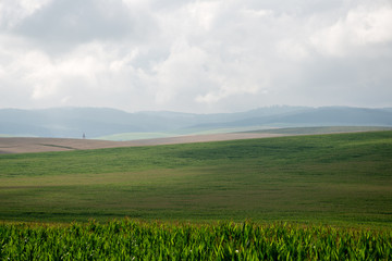 Fototapeta premium Cultivated field of corn