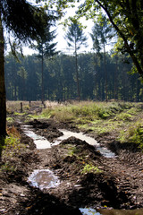 tiefe Fahrspuren im Wald