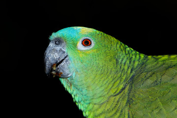 Portrait of a blue fronted Amazon parrot (Amazona aestiva) on black.