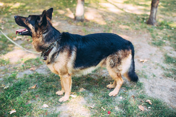 Dog in the park