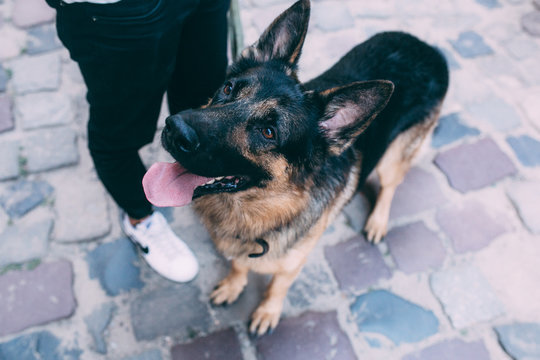 Dog Looking Up