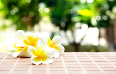 Blooming white Plumeria or Frangipani flowers on the brick floor
