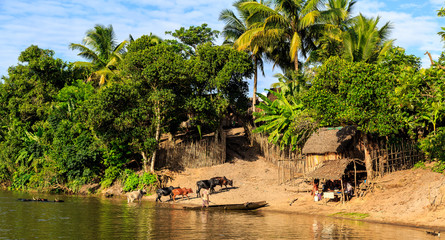 Man in a boat driving his cattle through the river to a village