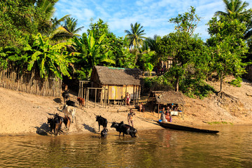 Man in a boat driving his cattle through the river to a village