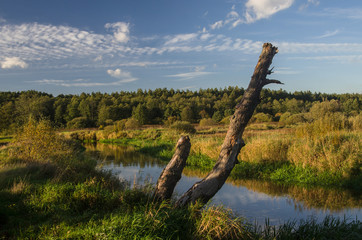 Autumn Landscape with a dry tree