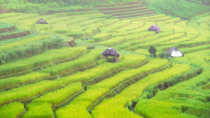 Rice terraces on the mountain at Mealanoi Meahongson Thailand