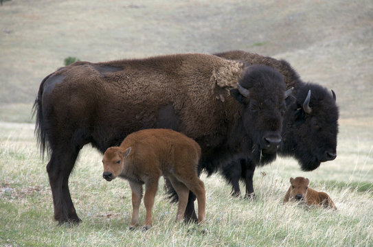 Wild American bison cow (Bison bison) with newborn, spring calf.  Wind Cave National Park, South Dakota, USA.