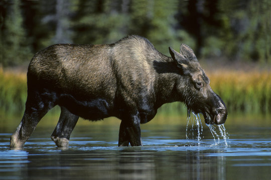 ow moose (Alces alces) eating aquatic plants, Jasper National Park, western Alberta, Canada