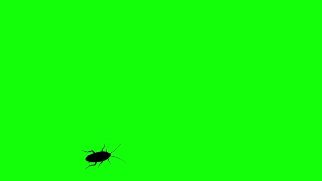 Cockroach on green screen, CG animated silhouette, seamless loop