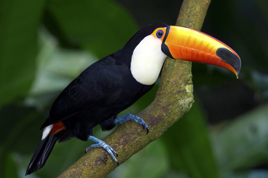 Toco toucan on branch, Pantanal wetlands, Brazil