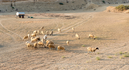 Fototapeta na wymiar Goats and sheep farm animals