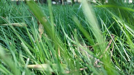 Трава в макросъёмке