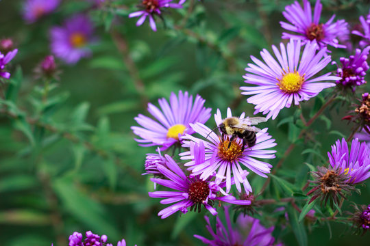 A bee's life