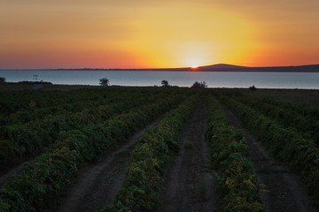 Fototapeta premium the vineyards of the Kuban.