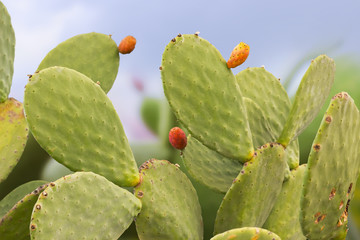 Prickly pear opuntia cactus