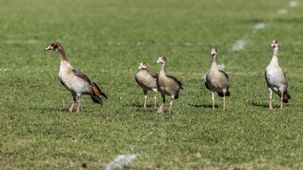 5 Ducks