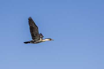 White-Breasted Cormorant