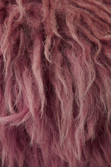 Fototapeta premium A full page close up of red furry background texture
