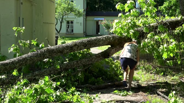Female house owner walk over fallen tree after storm.