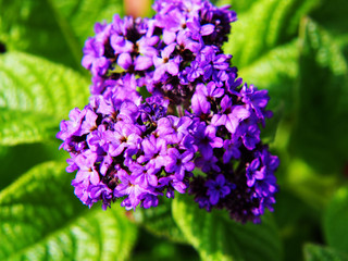 Heliotropium arborescens - garden heliotrope 