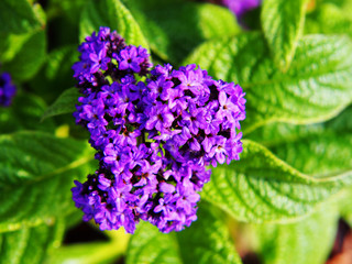 Heliotropium arborescens - garden heliotrope 