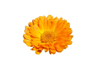 One calendula orange flower isolated on white