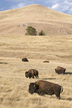 Scene of herd of American Bison in mixed grass prairie habitat. (Bison bison) Also commonly known as the American buffalo. Wind Cave National Park. South Dakota.