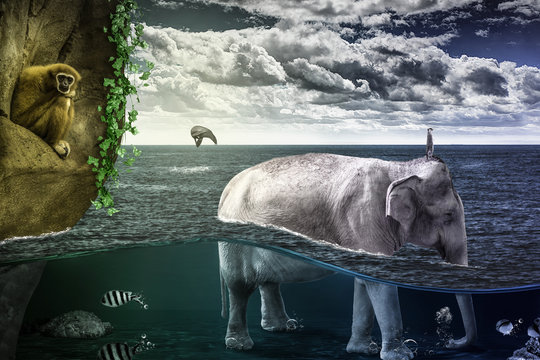 Fototapeta Animals in the sea