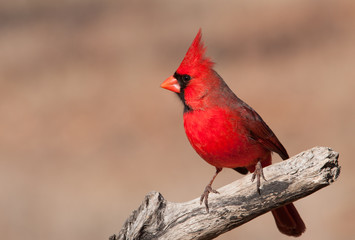Beautiful bright red Northern Cardinal male sitting on a dry limb - 122541831