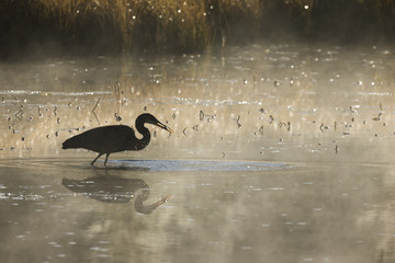 Great Blue heron fishing and catching a fish in the early moring mist, Algonquin Park, Ontario. The water is Costello Creek near Opeongo Lake.
