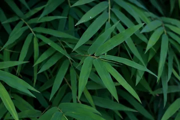 Fototapete Bambus Bamboo leaves closeup for background with shadow