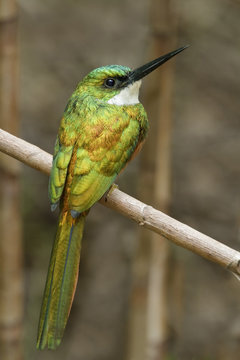 Rufous-tailed Jacamar (Galbula ruficauda  ruficauda) perched on a branch in Trinidad and Tobago.