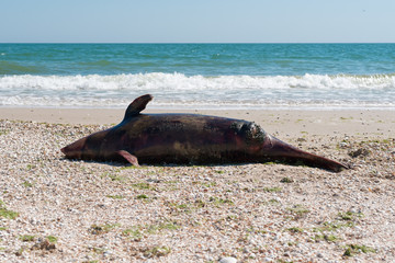 Dead dolphin on the seashore