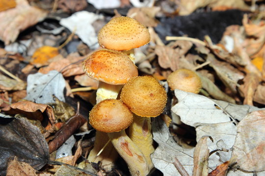 Honey Mushrooms - Armillaria ostoyea